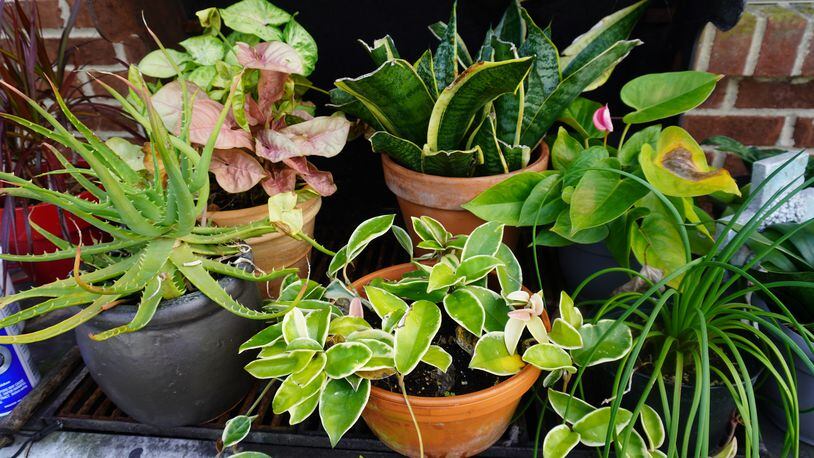 With overnight temperatures dropping, it's time to bring in the houseplants. CONTRIBUTED