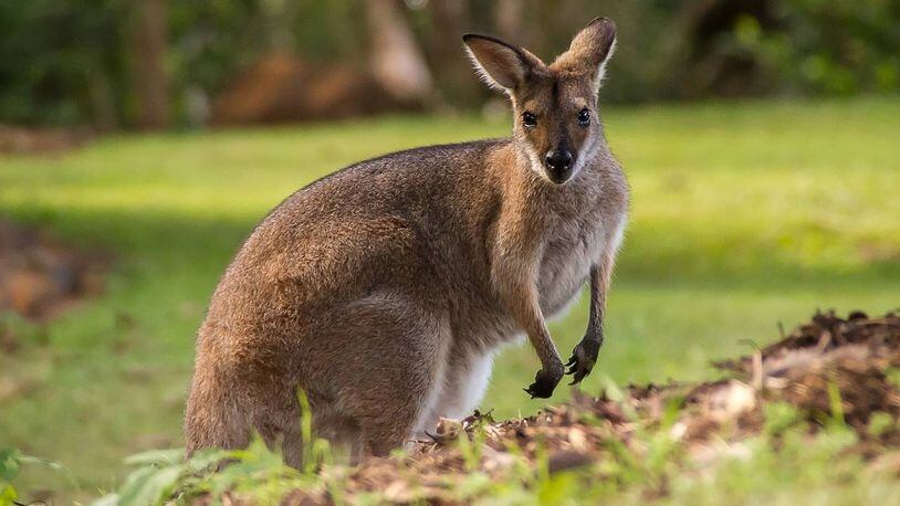 A wallaby surprised a Dallas couple during their morning walk.