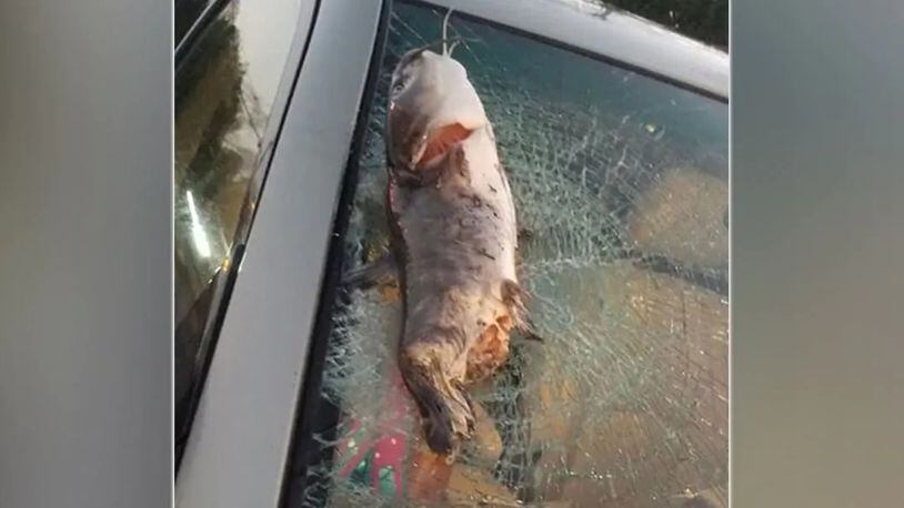 A woman driving in Beaufort County hit a catfish Wednesday night, cracking her SUV’s windshield. (Courtesy Rhesa Walston/Courtesy Rhesa Walston)