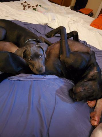 PHOTOS Readers respond to National Black Dog day post with pictures of their pets.