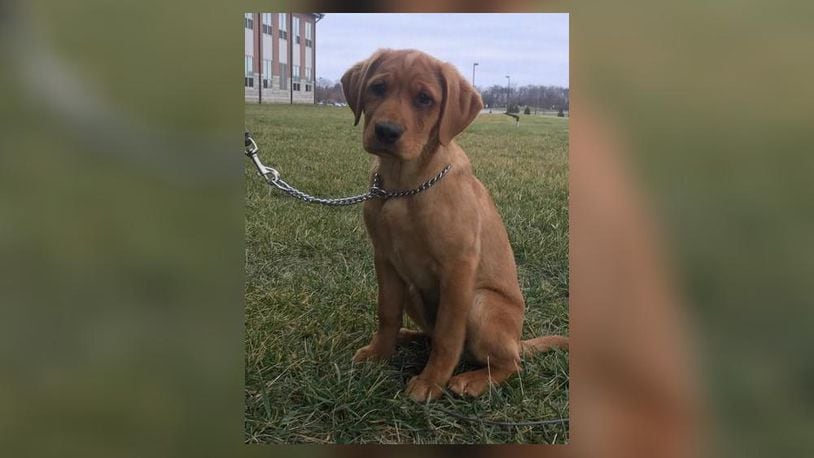 The Edgewood Schools in Butler County have just welcomed its first school police K-9 dog - a 13-week-old Labrador Retriever named Carmen. Specially trained to sniff out gunpowder and narcotics, Carmen this week has begun training in Edgewood school buildings.(Provided Photo/Journal-News)