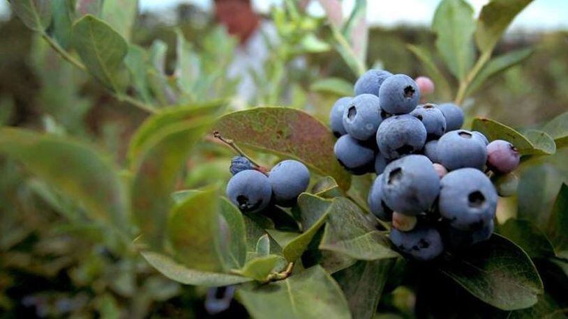 Where blueberries grow wild, they’re often free for the picking. That’s the idea behind a fruit and nut tree park planned for Atlanta’s southeast side. (Jason Getz / jgetz@ajc.com)