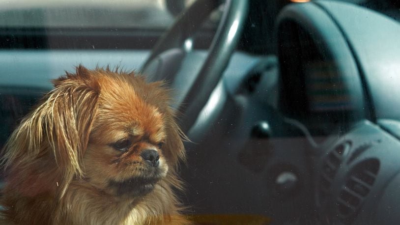 Never leave an animal in a parked car, even if the windows are partially open. Even on pleasant days the temperature inside a car can soar to more than 100 degrees Fahrenheit in less than 10 minutes. (Contributed photo)