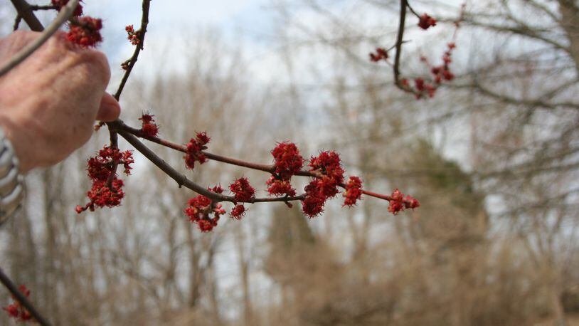 Maple flowers are great for pollinators in early spring. CONTRIBUTED