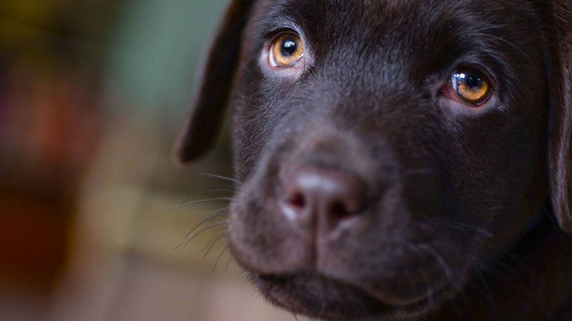 A 9-month-old Labrador retriever is expected to recover after being shot in the face last week.