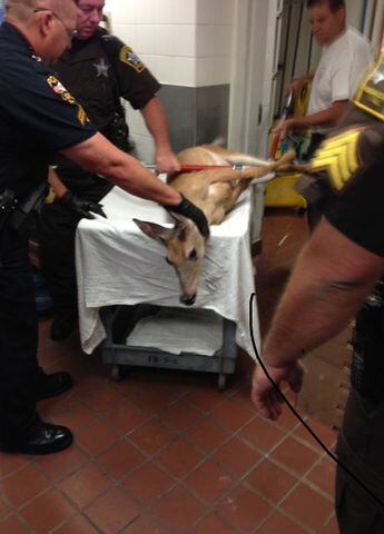 Deer wanders into Concord hospital