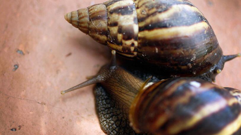Giant African snails are seen during a 2011 announcement by the Florida Department of Agriculture and Consumer Services that they positively identified a population of the invasive species