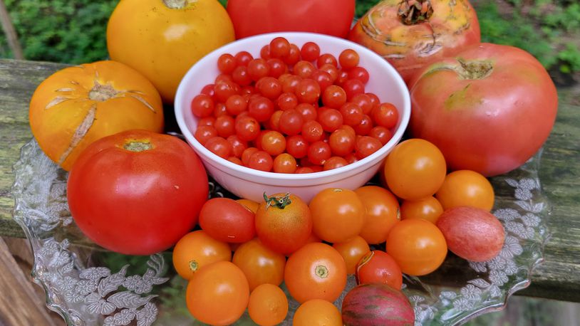Locals are seeing an abundance of tomatoes right now. CONTRIBUTED
