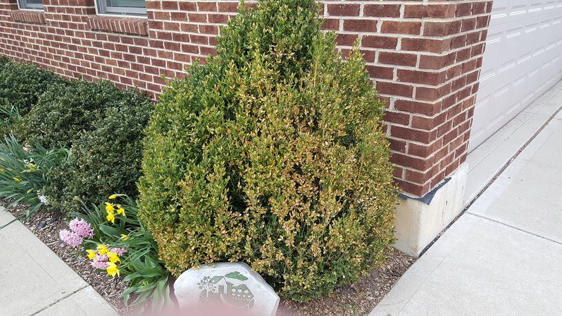 Boxwood leafminer injury on Green Gem boxwood. Note the yellowish color. CONTRIBUTED