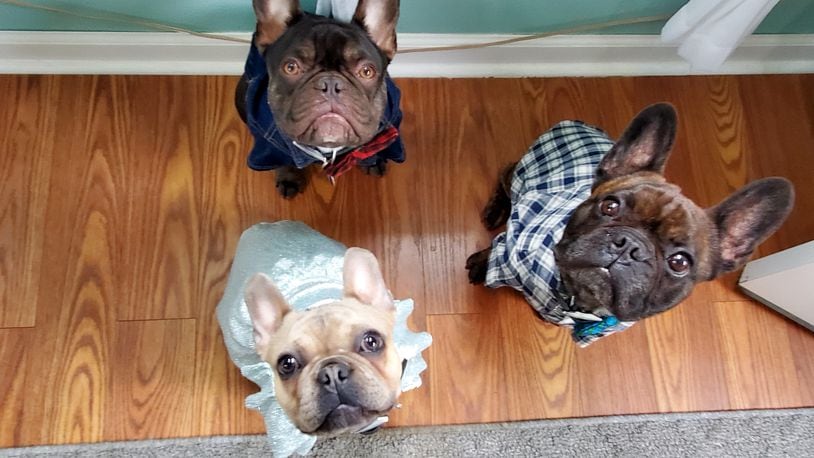 Here are the three Frenchies: Darla is wearing a dress; Tron is in the plaid shirt; and Luigi is in the blue jean shirt. SARAH SPERRY/CONTRIBUTED