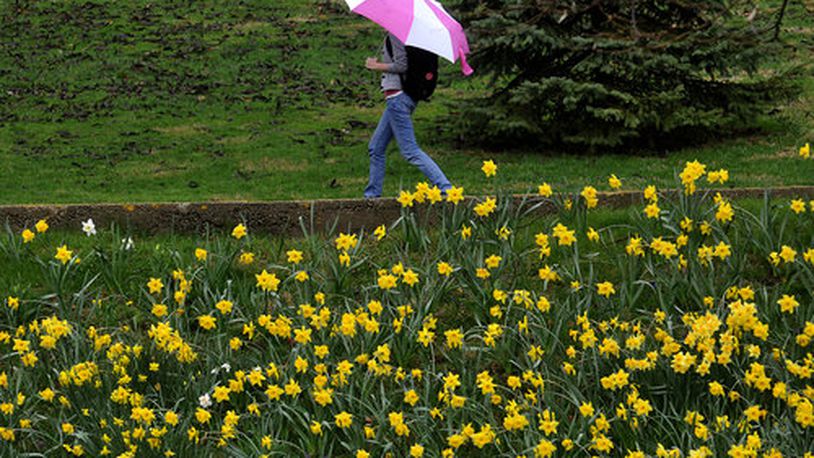 Showers are falling on May flowers as a pedestrian walks in the rain past a hill covered with yellow flowers on the Wittenberg University campus in Springfield. BILL LACKEY/STAFF FILE