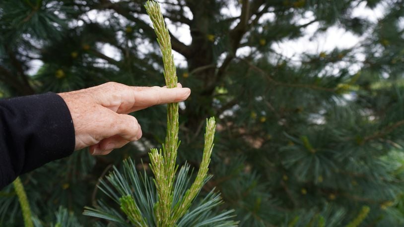 “Candles” on a pine tree are found at the tips of the branches; the candles can be cut by about half