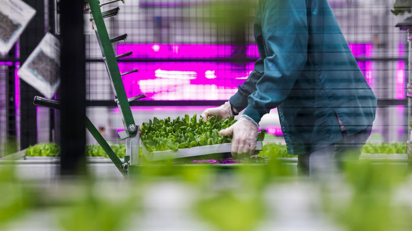 Employees work to plant, harvest and package lettuce and microgreens at vertical farming company 80 Acres Farms Friday, Feb. 9, 2024 at their facility on Enterprise Park Drive in Hamilton. NICK GRAHAM/STAFF