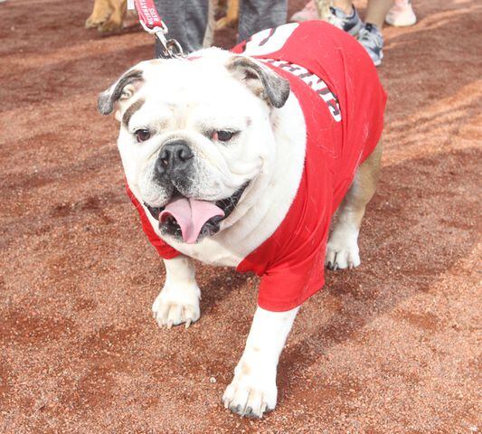 Photos: Bark in the Park Night at Great American Ball Park