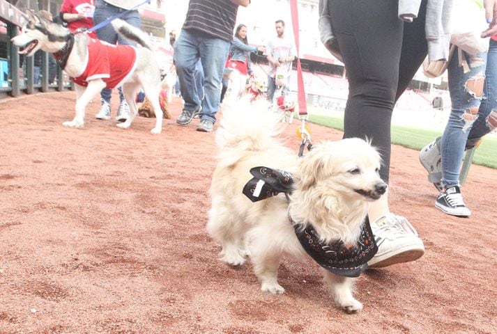 Photos: Bark in the Park Night at Great American Ball Park