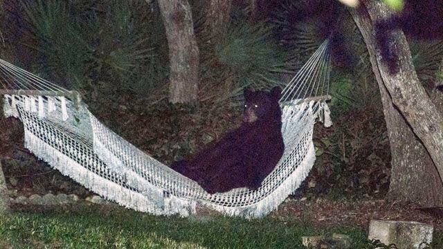 Bear on hammock in Daytona Beach