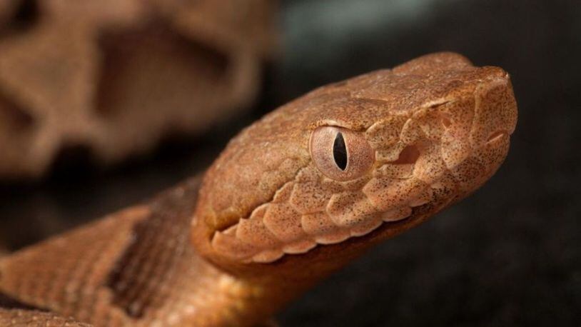 The brown and tan patterned head and eye of a juvenile Southern copperhead snake is seen up close. Image courtesy CDC/James Gathany, 2008. (Photo by Smith Collection/Gado/Getty Images)
