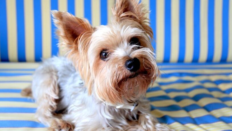Yorkshire Terrier (Photo by Marka/UIG via Getty Images)