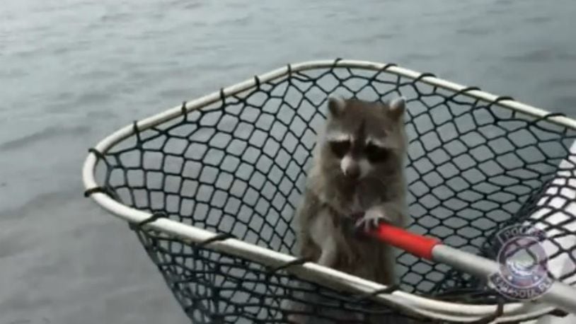A raccoon stranded on a channel marker was rescued Wednesday. (Photo: Screengrab via Sarasota Police)