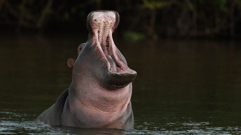 A hippo bit and killed a tourist from Taiwan on Saturday in Kenya.