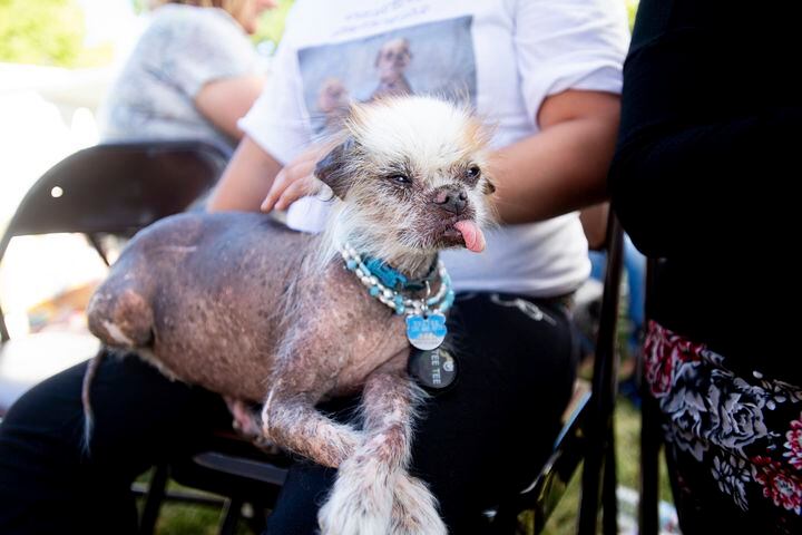Photos: Scamp the Tramp wins World's Ugliest Dog Contest