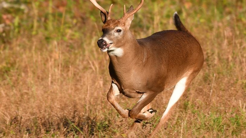 The two-day special youth hunting season concluded with 9,515 deer harvested on Saturday and Sunday, according to the Ohio Department of Natural Resources Division of Wildlife.