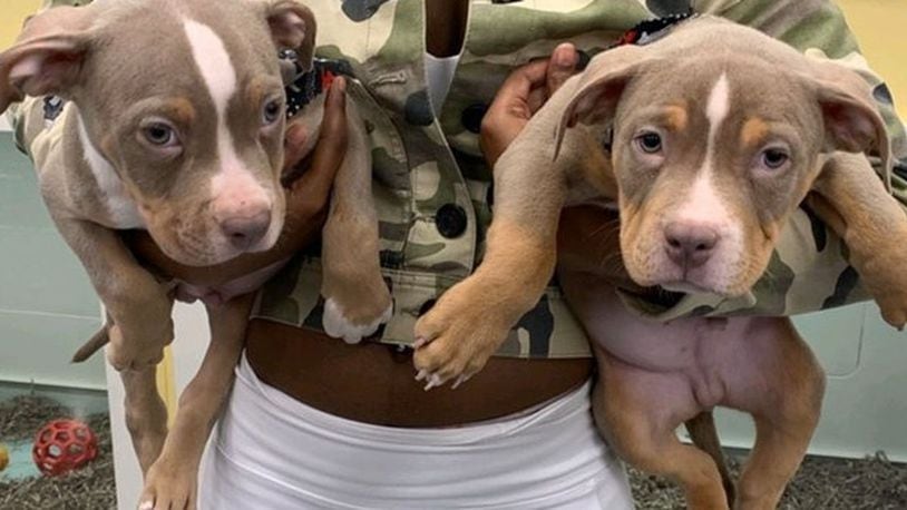 A pet store in Florida says two pricey puppies have been stolen. They are offering $1,000 reward to get the American bully puppies back. (ActionNewsJax.com)