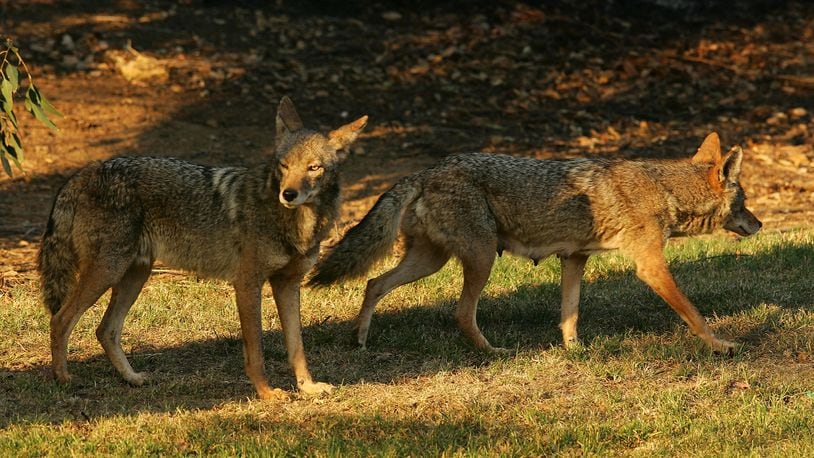 Coyotes have been a problem in neighborhoods throughout Southwest Ohio. The City of Fairfield is seeking ways to address the issue. FILE