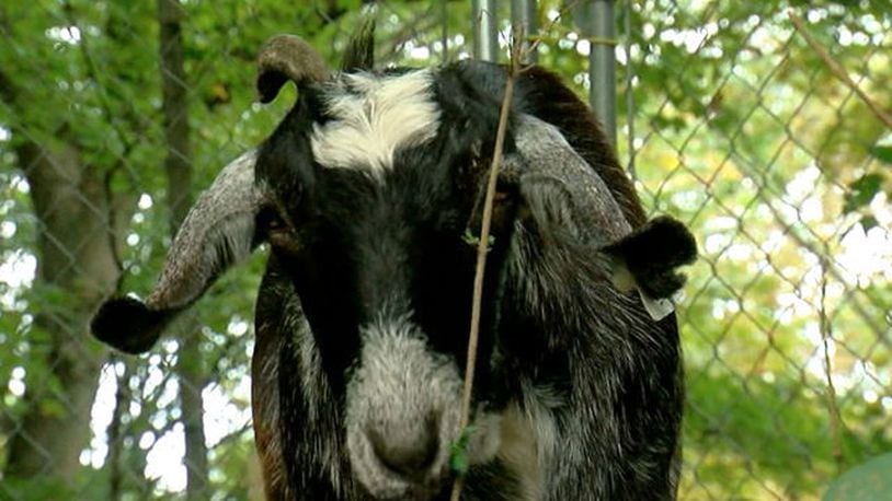 Meg the goat. WCPO