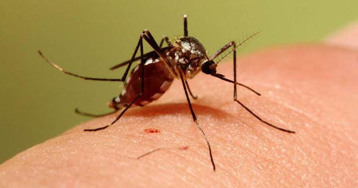 Mosquito season expected to be active