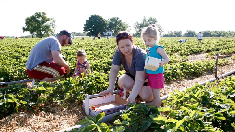Strawberry pickers from all over southwest Ohio, like the Blakley family from Germantown, converge on Stokes Farm in Wilmington to pick their own.  Stokes operations manager Mark Stokes said they worked hard to keep the plants safe from the deep freeze and late spring frost which he attributes to a good crop of strawberries this year.  TY GREENLEES / STAFF