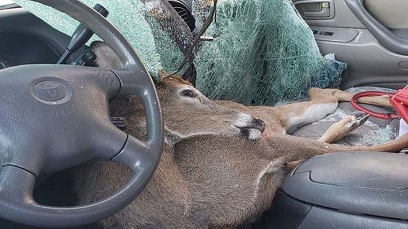 A deer crashed through a car’s windshield Thursday morning and landed in the passenger seat of the vehicle, investigators said. (Jones County Sheriff's Office)