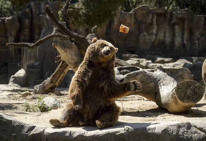 Summertime photos: Animals chill out at zoos
