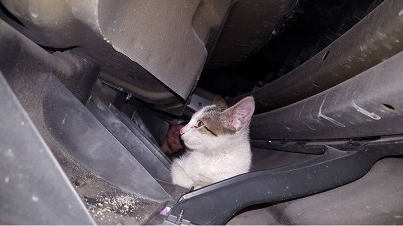 Florida resident  Penny Musick found a kitten inside the back bumper of her car as she drove to work Wednesday.