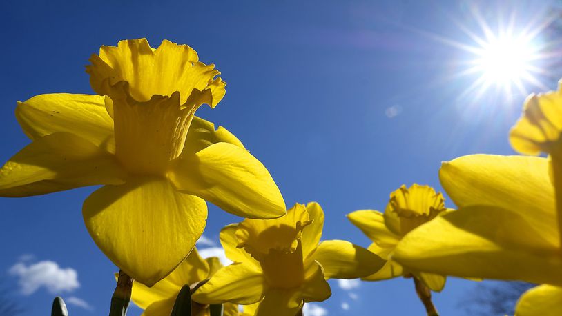 Early, mid, and late season daffodils should be planted in the fall and will bloom in the spring. Bill Lackey/Staff