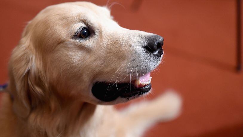 A man was reunited with his golden retriever (not pictured) who went missing after a car crash. (Photo by Jamie McCarthy/Getty Images)