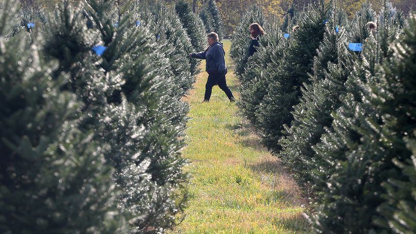 A family looks for the perfect Christmas tree at Carl & Dorothy Young's Christmas Tree Farm in Yellow Springs. BILL LACKEY/FILE
