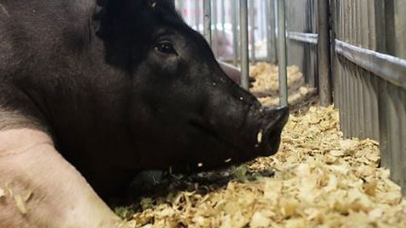A pig at the Clark County Fair in 2016. Bill Lackey/Staff
