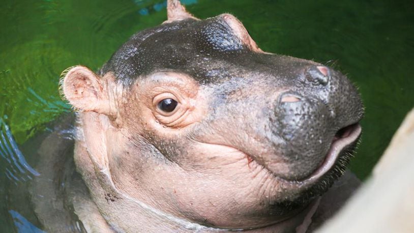 World's favorite hippo, Fiona, lives at the Cincinnati Zoo & Botanical Garden