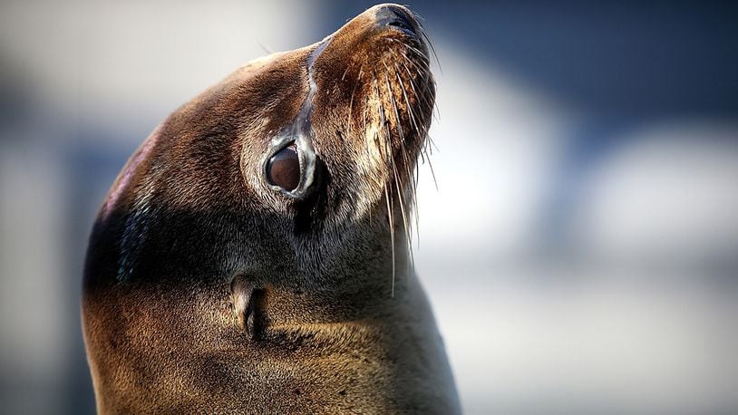 SAUSALITO, CA - MARCH 18:  A sick and malnourished sea lion pup sits in an enclosure at the Marine Mammal Center on March 18, 2015 in Sausalito, California. For the third winter in a row, hundreds of sick and starving California sea lions are washing up on California shores, with over 1,800 found and treated at rehabilitation centers throughout the state since the beginning of the year. The Marine Mammal Center is currently caring for 224 of the emaciated pups.  (Photo by Justin Sullivan/Getty Images)