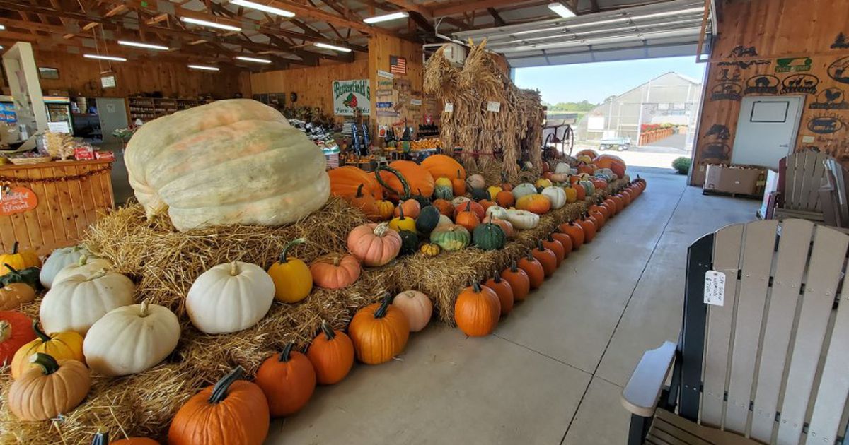 Area farms host festivals, offer items for sale to celebrate fall season