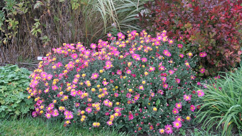 Mums have a better chance of returning each spring if they are watered in thoroughly during the fall season and protected with mulch over the winter. CONTRIBUTED
