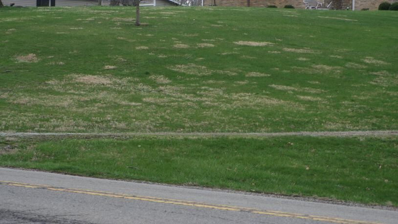 Brown patches in this green lawn are the perennial grassy weed nimblewill. CONTRIBUTED