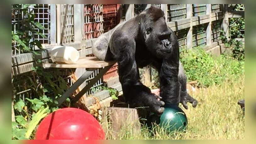 In this 2016 photo provided by the Cincinnati Zoo & Botanical Garden, the silverback gorilla Ndume picks up a toy at The Gorilla Foundation’s preserve in California’s Santa Cruz mountains. The Cincinnati Zoo is suing for the return of Ndume, a gorilla loaned to the conservatory in 1991 as a companion for Koko, the gorilla famed for mastering sign language.