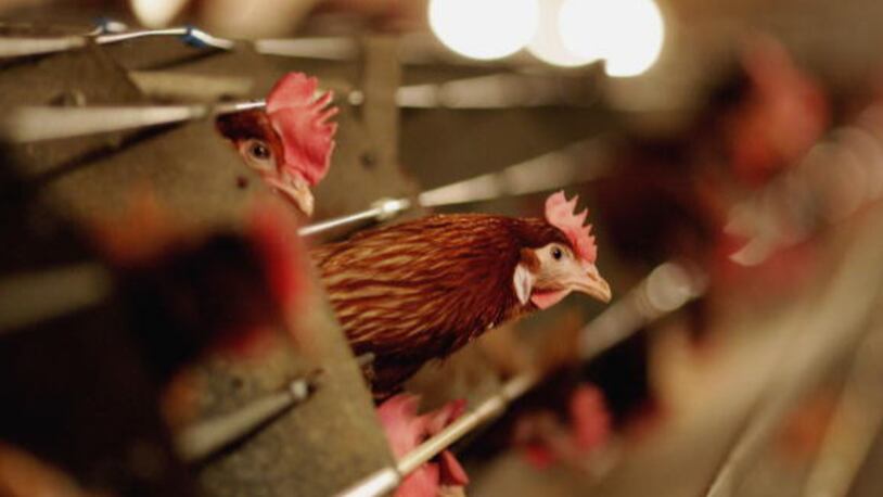 HALESWORTH, UNITED KINGDOM - FEBRUARY 06:  Battery hens sit in a chicken shed on February 6, 2007 in Suffolk, England. Russia, Ireland, Hong Kong, Japan, South Korea and South Africa have announced bans on UK poultry imports after the news that the Bernard Matthews poultry processing farm in the UK confirmed an outbreak of the H5N1strain of bird flu. A massive cull of over 160,000 turkeys has been completed by Government appointed vets. (Photo by Jamie McDonald/Getty Images)