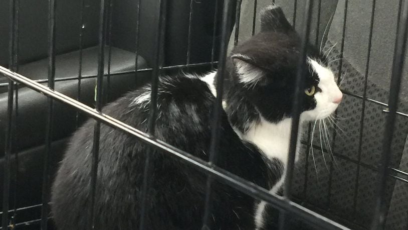 Arrow, a female cat, was shot with an arrow, then caught in a crate and transported to Monroe Family Pet Hospital for surgery. CONTRIBUTED