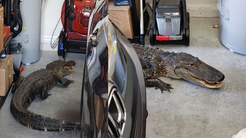 Police in west-central Florida helped remove an alligator that crept into a homeowner's garage.