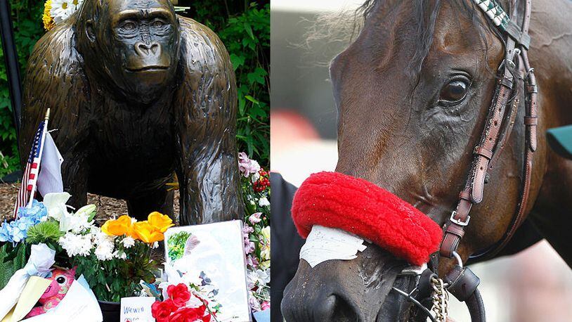 Statue of Harambe (right), horse at Churchill Downs before Kentucky Derby (Left). Getty Images.