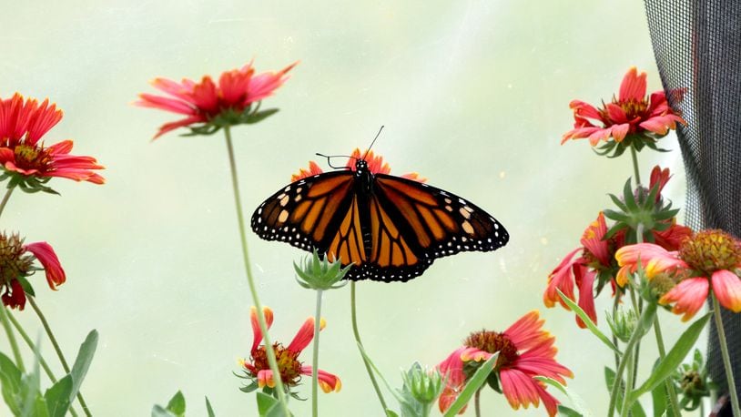Monarch butterfly. Dayton Daily News reader David Anderson of Butler Twp.
