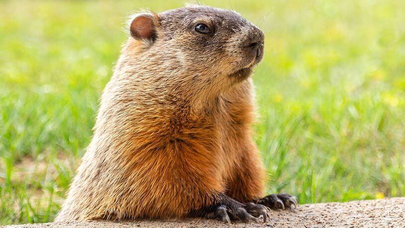 “Gentle, vulnerable groundhogs are not barometers,” said PETA Executive Vice President Tracy Reiman.